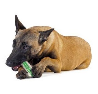 PETSTAGES Crunchcore Medium - Patyk dla psa średni [PS265]